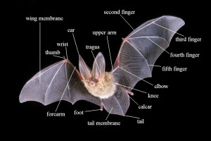 Bat_Chart